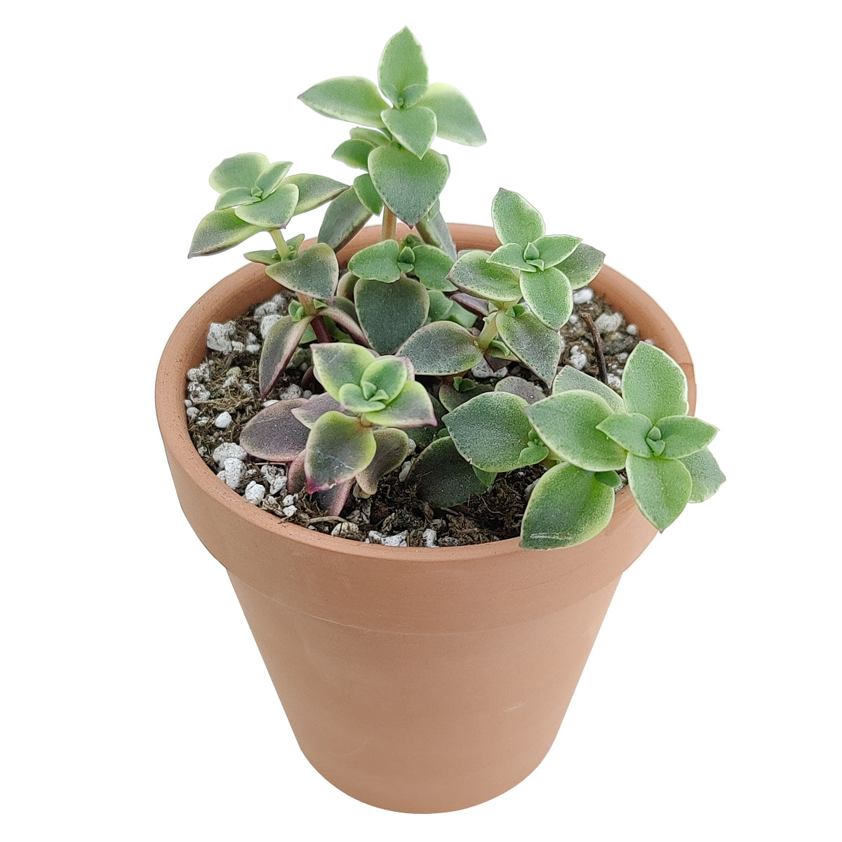 succulent furniture calico Calico Kitten Crassula