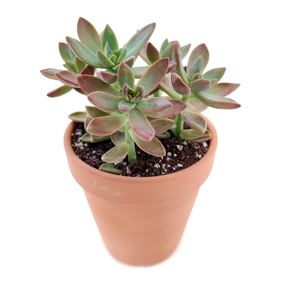 40 succulents Graptosedum California Sunset Purple Succulent For Sale