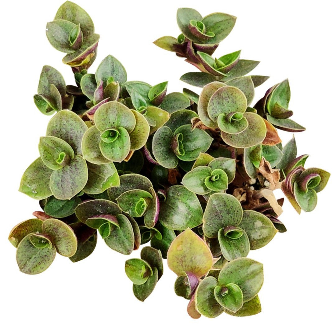 wandering jew a succulent Callisia Repens Sedum (Turtle Vine)