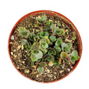 Callisia Repens Creeping Inch Plant, Turle Vine, Bolivian Jew, Succulents for sale, Best Indoor Plant, Creeping Basketplant, Succulent gift ideas, Succulent home decor, bolivian wandering jew, creeping inch plant, how to care for callisia succulent plants