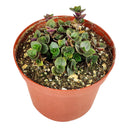 Callisia Repens Creeping Inch Plant, Turle Vine, Bolivian Jew, Succulents for sale, Best Indoor Plant, Creeping Basketplant, Succulent gift ideas, Succulent home decor, bolivian wandering jew, creeping inch plant, how to care for callisia succulent plants