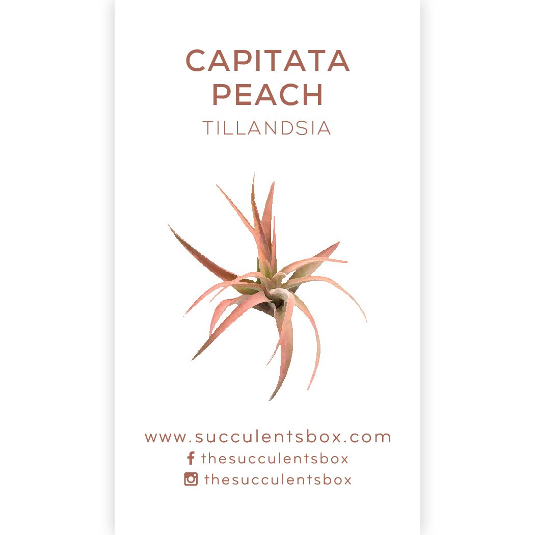 air plant care card Air Plant ID Cards