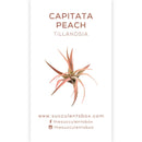Air Plant ID Cards