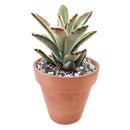 succulents garden, how to grow succulents, succulent care guide, Succulents, Rare succulents, monthly succulents, succulent care, Kalanchoe Tomentosa in California, How to grow Kalanchoe Tomentosa