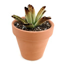 succulents garden, how to grow succulents, succulent care guide, Succulents, Rare succulents, monthly succulents, succulent care, Kalanchoe Tomentosa in California, How to grow Kalanchoe Tomentosa