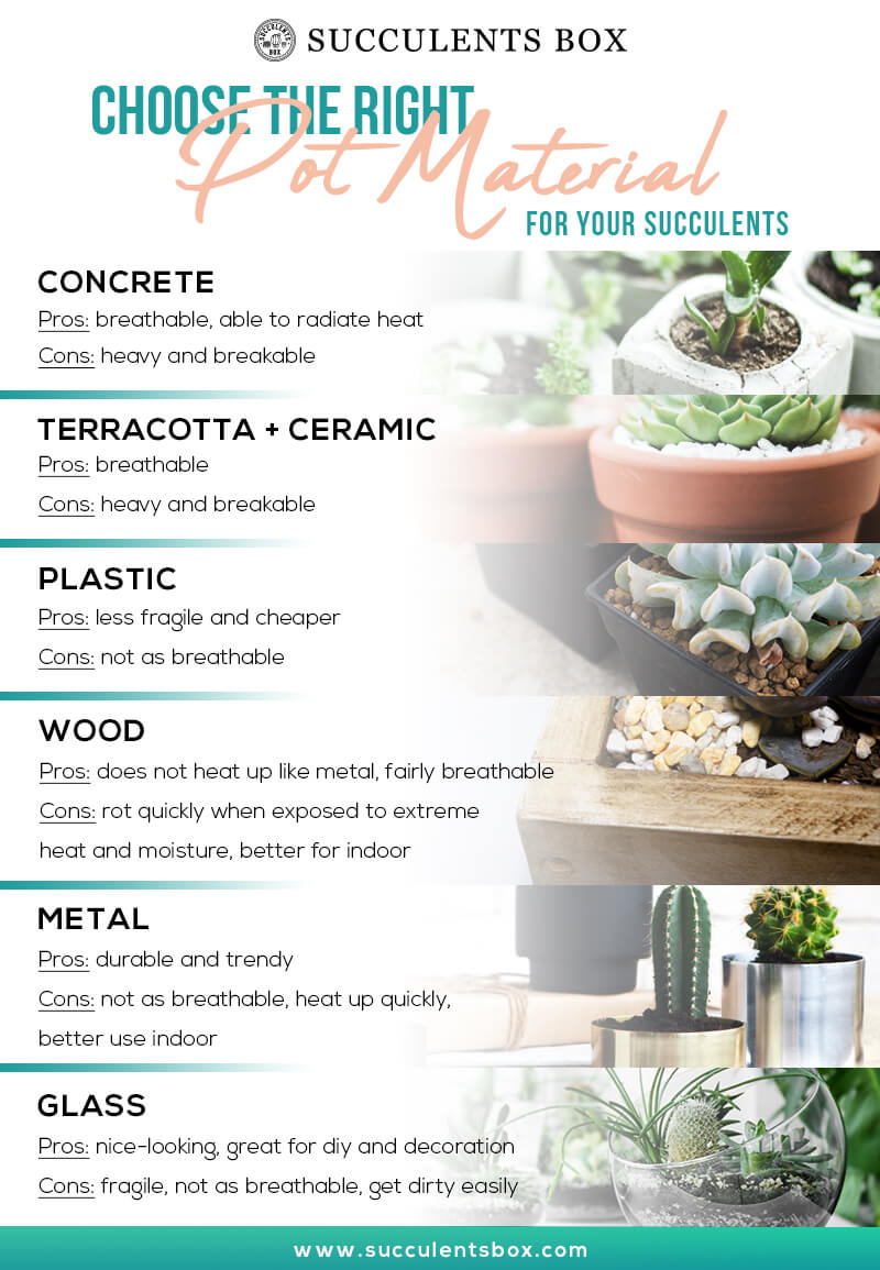 Choose the right pot material for your succulents