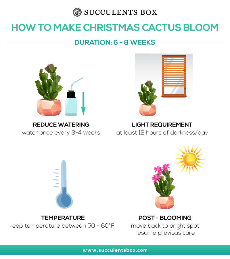 How to make christmas cactus bloom, christmas cactus not blooming, blooming christmas cactus care, where to buy christmas cactus online