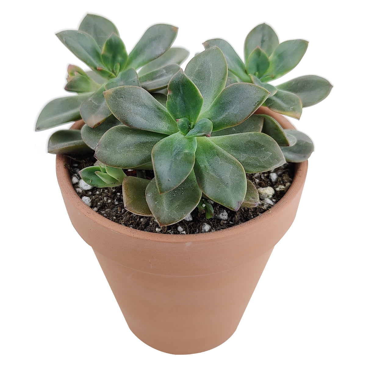 succulent chroma Echeveria Chroma Colorful Succulent For Sale with Care Guide 2 inch / Clay Pot by Succulents Box