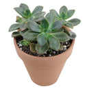 echeveria succulent, echeveria types, succulent echeveria, buy succulents online, succulent shop, succulent store, echeveria plant, indoor succulents