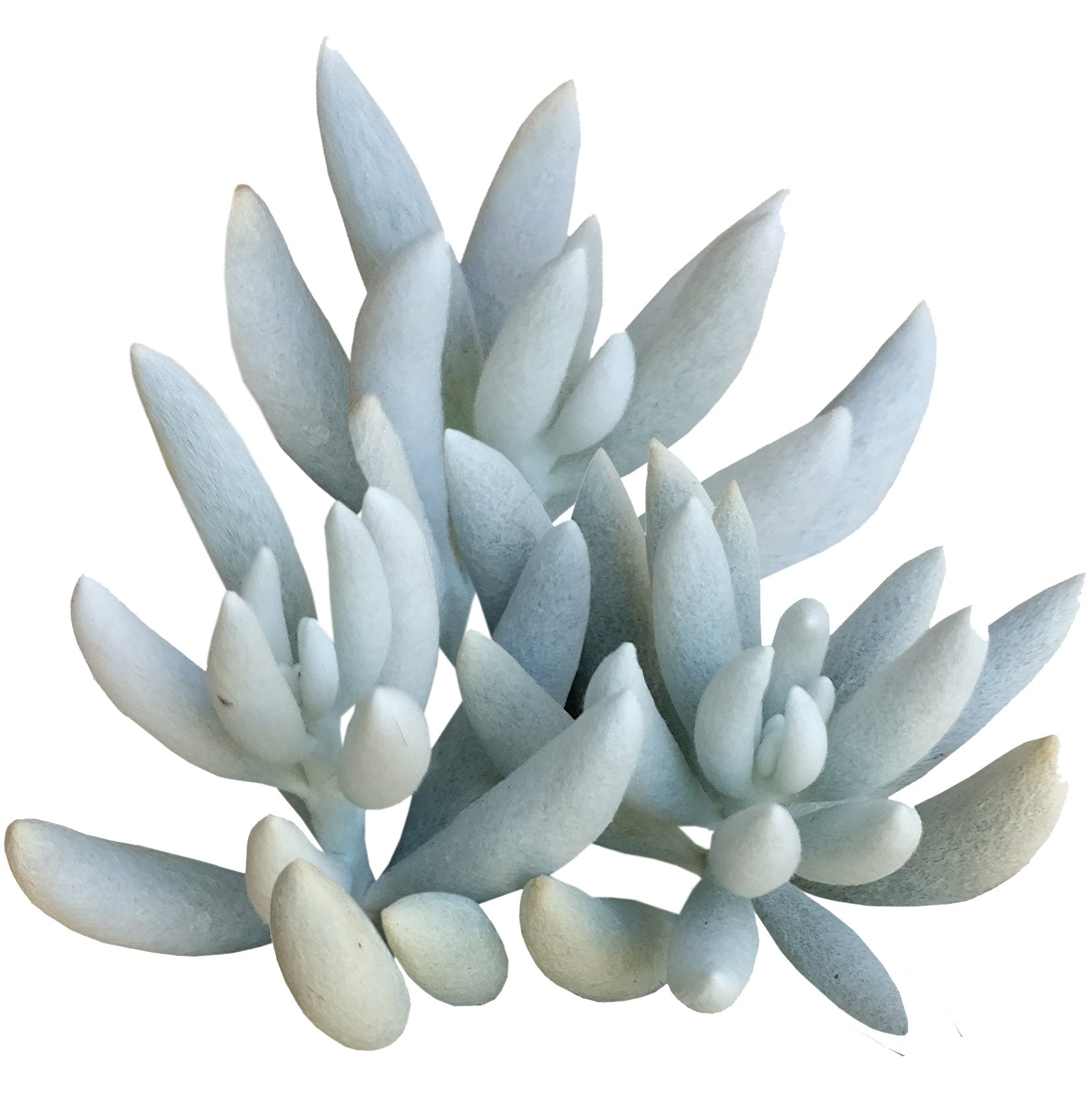 cocoon plant succulent care Senecio Cocoon Plant - Aesthetic Plants For Home, Office Decoration
