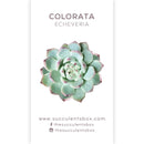 Echeveria Succulent ID Cards