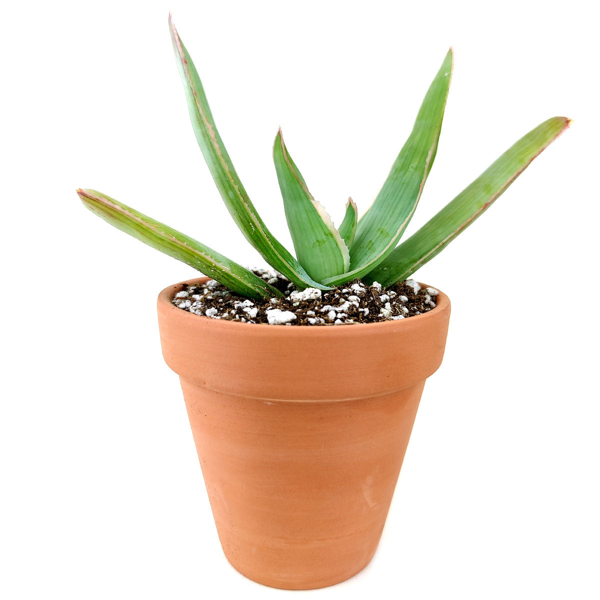 Coral Aloe Striata for Sale, Rare succulents, how to grow succulents, succulents shop in California, succulent plant, monthly succulents, succulents store in CA, cactus, succulent care, Coral Aloe Striata in California, How to grow Coral Aloe Striata