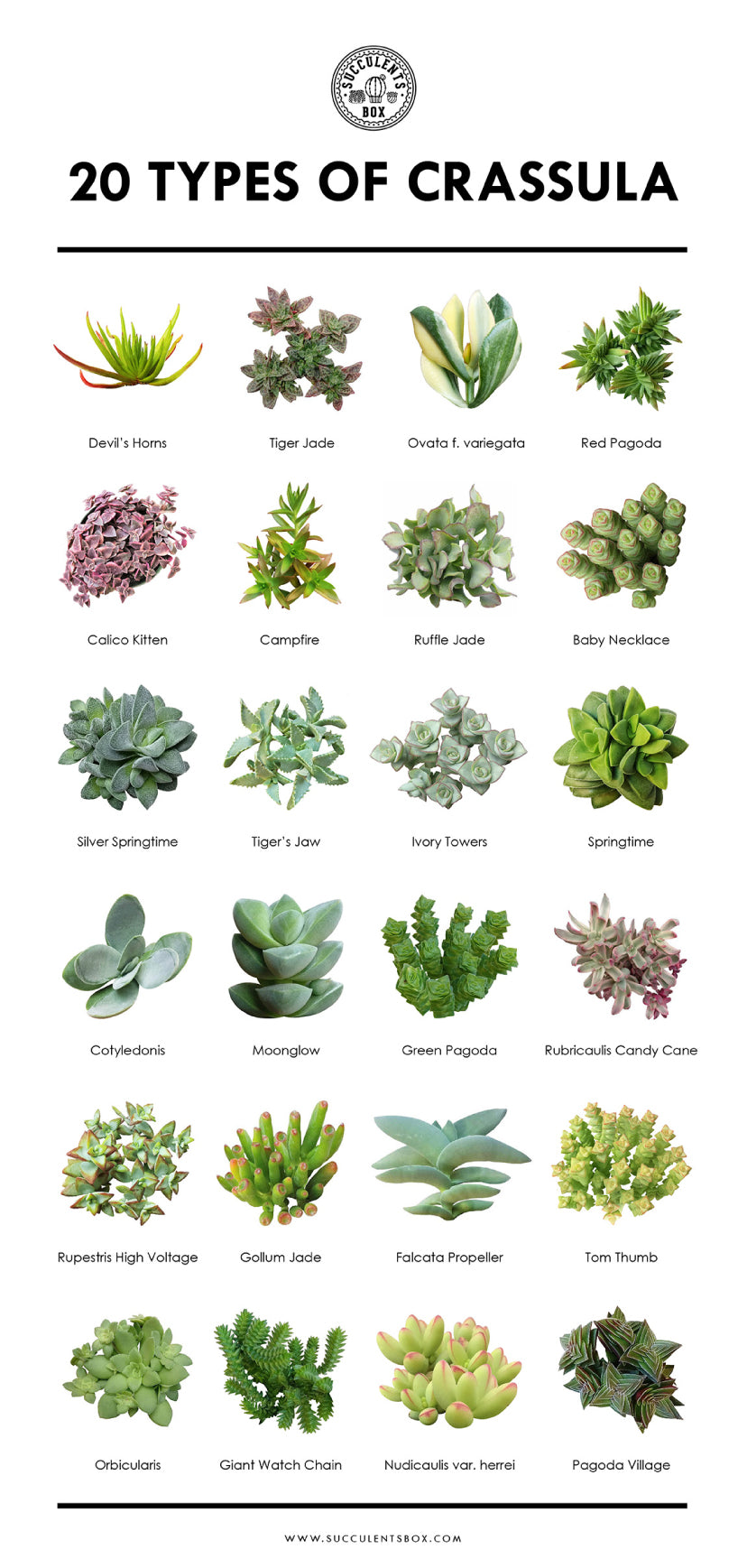 show me some succulent plants Types of Succulents | Digital Printable Succulent Identification Chart