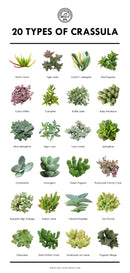 Types of Succulents Printable Art for sale, Printable Cactus Art, Succulents Digital Download, Succulents Home Office Decor, Succulents Gift Ideas, Modern Wall Art Decor, Succulents Printable Poster, printable art cacti download home decor, Types of Haworthia Succulents for sale