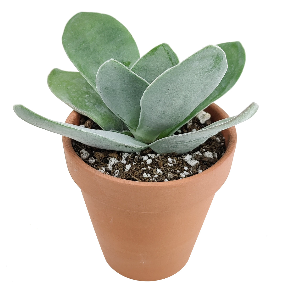 cotyledonis succulent Crassula Cotyledonis Succulent Plant