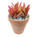 Crassula Campfire for Sale, succulents shop in California, succulent plant, succulent subscription, succulent care tips, indoor succulents, succulents garden, how to grow succulents