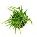 how to grow succulents, Succulents shop near me, succulent plant, succulent care, cactus, succulents shop in California, succulents store in CA, crassula giant watch chain in California, How to grow crassula giant watch chain, crassula, crassula plant, crassula succulent, crassula types, crassula varieties, types of crassula, crassula species, crassulas, succulent crassula