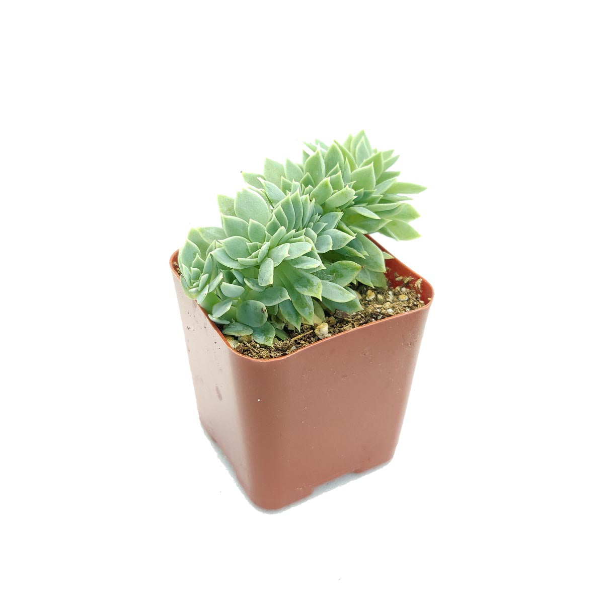 clear succulents near me Echeveria Blue Atoll Succulent