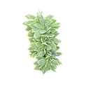 Succulents for thanksgiving, Thanksgiving succulents gift, Easter succulents idea,echeveria, echeveria succulent, echeveria types, succulent echeveria, buy succulents online, succulent shop, succulent store, echeveria plant, indoor succulents.