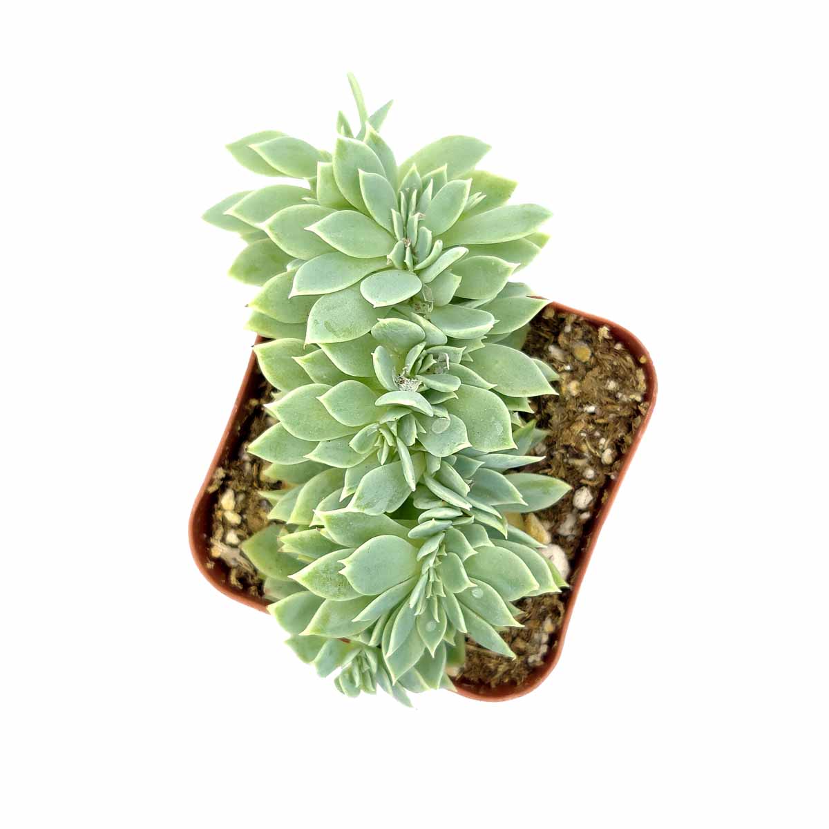 Crested Blue Atoll Echeveria for sale , succulent subscription, Succulents, succulents garden, succulent care, how to grow succulents, Succulents shop near me, succulent plant, monthly succulents, Blue Atoll Echeveria in California, How to grow Crested Blue Atoll Echeveria, echeveria, echeveria succulent, echeveria types, succulent echeveria, buy succulents online, succulent shop, succulent store, echeveria plant,  indoor succulents.