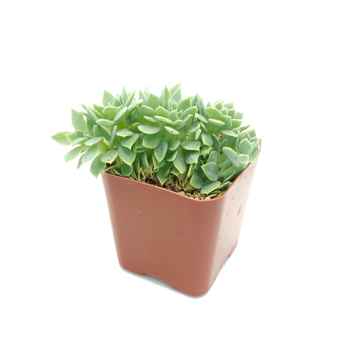 Crested Blue Atoll Echeveria for sale , succulent subscription, Succulents, succulents garden, succulent care, how to grow succulents, Succulents shop near me, succulent plant, monthly succulents, Blue Atoll Echeveria in California, How to grow Crested Blue Atoll Echeveria, echeveria, echeveria succulent, echeveria types, succulent echeveria, buy succulents online, succulent shop, succulent store, echeveria plant,  indoor succulents