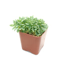 Succulents for thanksgiving, Thanksgiving succulents gift, Easter succulents idea,echeveria, echeveria succulent, echeveria types, succulent echeveria, buy succulents online, succulent shop, succulent store, echeveria plant, indoor succulents.