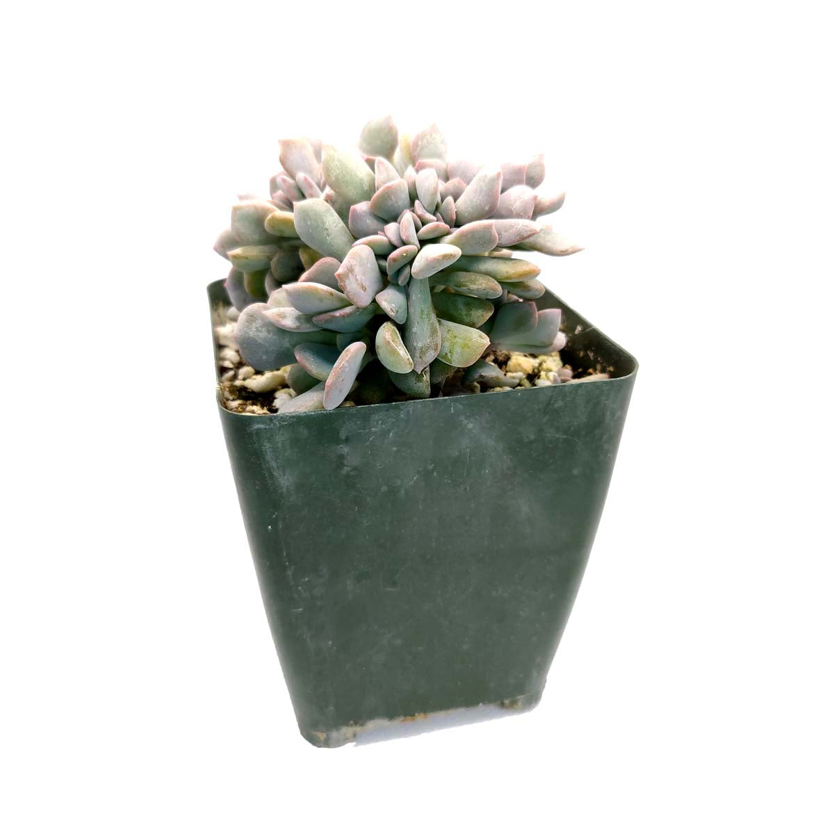 succulent gift box, succulent home decor ideas, how to grow Crested Cubic Frost Echeveria Succulent, types of Echeveria succulents, types of rosette shaped succulents, Crested Cubic Frost Echeveria Succulent For Sale, pink rosette succulent, purple rosette succulent, how to care for Crested Cubic Frost Echeveria Succulent, indoor succulents, echeveria, echeveria succulent, echeveria types, succulent echeveria, buy succulents online, succulent shop, succulent store, echeveria plant