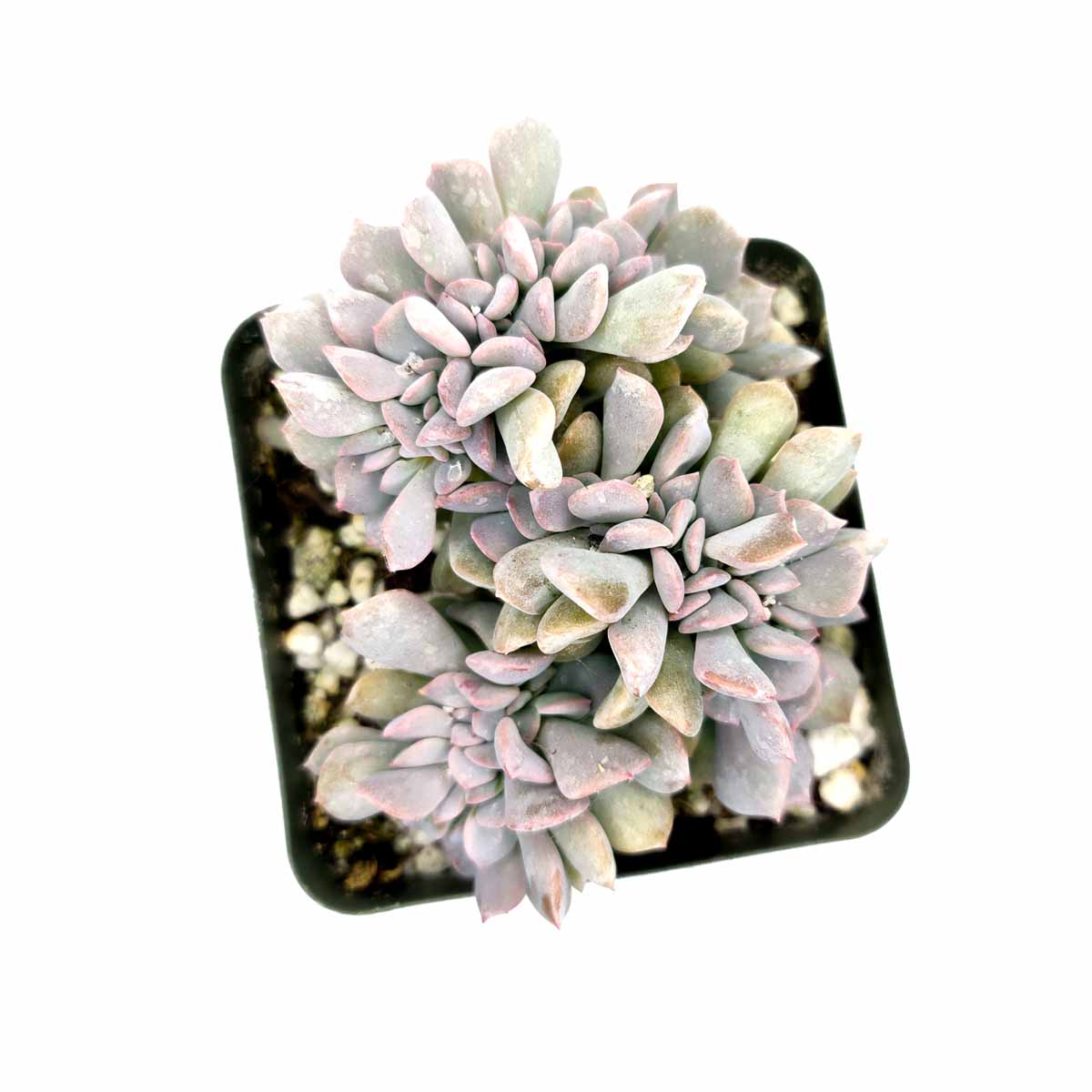  types of Echeveria succulents, types of rosette shaped succulents, Crested Cubic Frost Echeveria Succulent For Sale, pink rosette succulent, purple rosette succulent, how to care for Crested Cubic Frost Echeveria Succulent, how to grow Crested Cubic Frost Echeveria Succulent,  indoor succulents, echeveria, echeveria succulent, echeveria types, succulent echeveria, buy succulents online, succulent shop, succulent store, echeveria plant