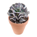 echeveria, echeveria succulent, echeveria types, succulent echeveria, buy succulents online, succulent shop, succulent store, echeveria plant, care tips for growing cubic frost