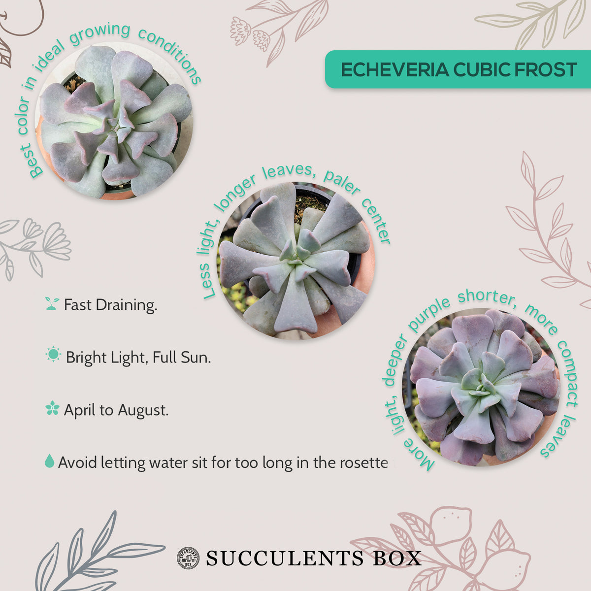 How to care for Cubic frost Succulent, How to make your succulent pink, How to change succulent color, How to make Cubic frost Succulent turn pink, Succulent turning pink, How to make succulents change color, How to grow colorful succulents, echeveria, echeveria succulent, echeveria types, succulent echeveria, buy succulents online, succulent shop, succulent store, echeveria plant