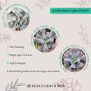 echeveria, echeveria succulent, echeveria types, succulent echeveria, buy succulents online, succulent shop, succulent store, echeveria plant, care tips for growing cubic frost