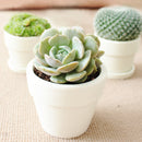 Succulent Gift Boxes, Succulent Subcription Boxes for sale, Succulents for Sale, Types of Succulents, Succulents Shop in California, Succulents and Cactus Plants, Cactus Box, Subscription Box with Care Instruction, Succulent Subscription Gift Box Monthly