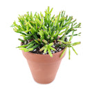 How to grow Dancing Bones, rare succulents, rare succulents for sale, unique succulents, buy succulents online, rare succulent, succulent shop, unusual succulents, succulent store, succulents online