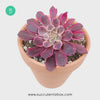 Aeonium Mardi Gras, Succulents, succulent care guide, Succulents shop near me, succulent care, succulents store in CA, succulents garden, succulent plant, monthly succulents, Aeonium Mardi Gras in California, How to grow Aeonium Mardi Gras