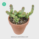 Crassula baby necklace, succulent care, how to grow succulents, succulents shop in California, cactus, succulent care guide, succulent subscription, Rare succulents