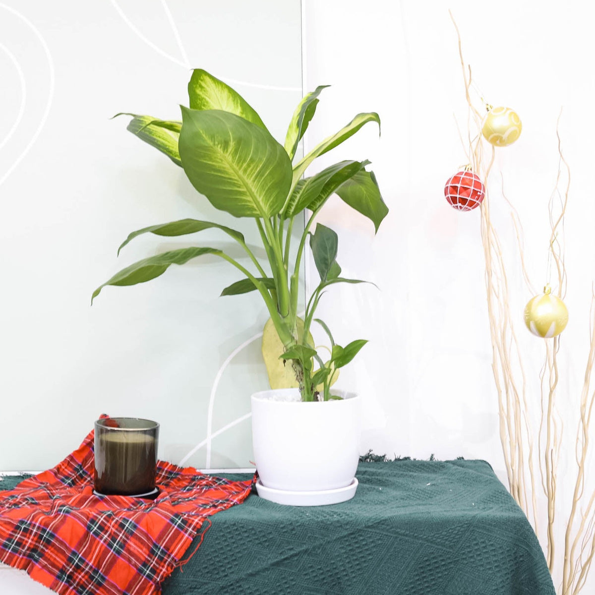 best place to buy plants near me, Dieffenbachia Tropic Snow plant, Dieffenbachia Tropic Snow care, Tropic Snow Dieffenbachia care