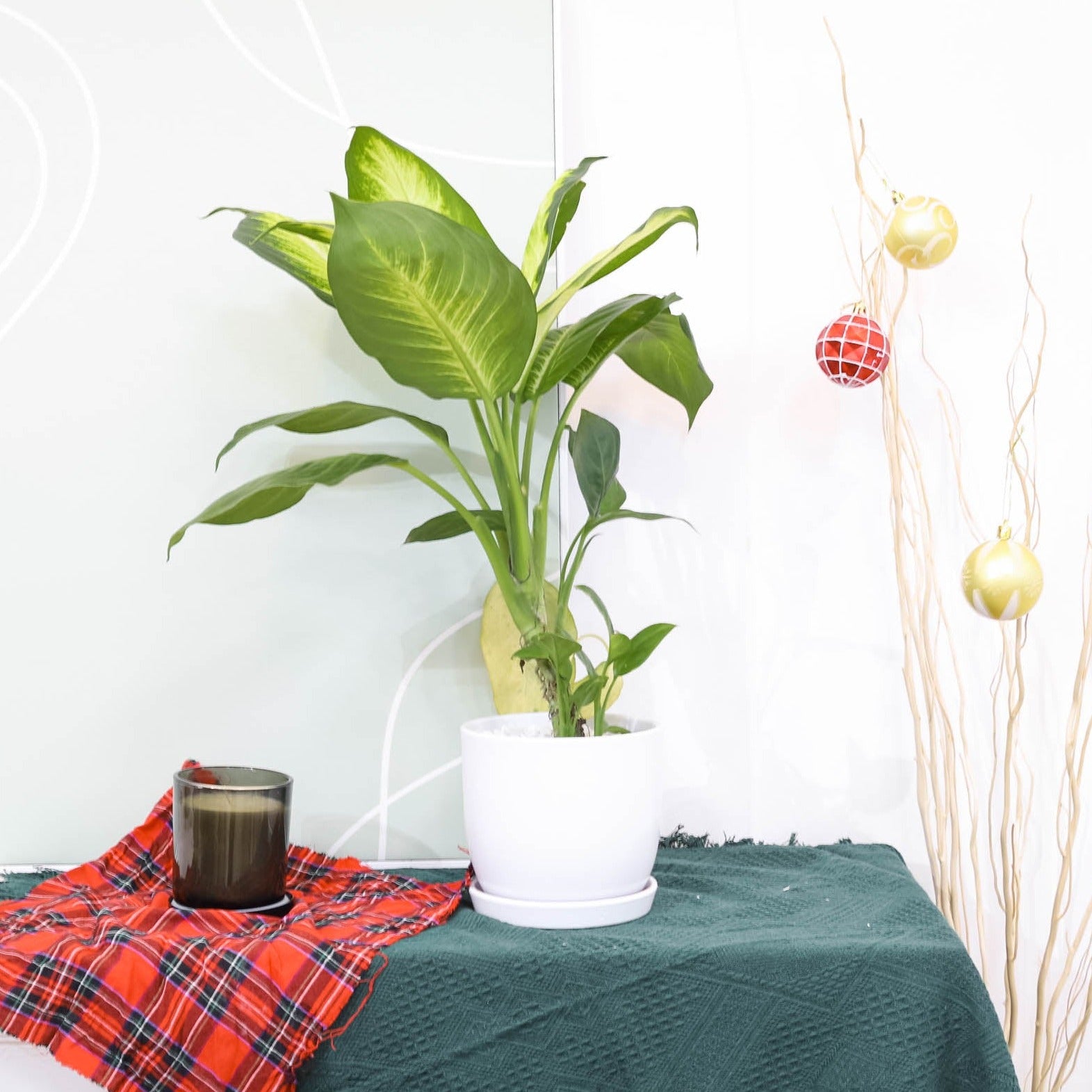 dieffenbachia iridescent Dieffenbachia Tropic Snow