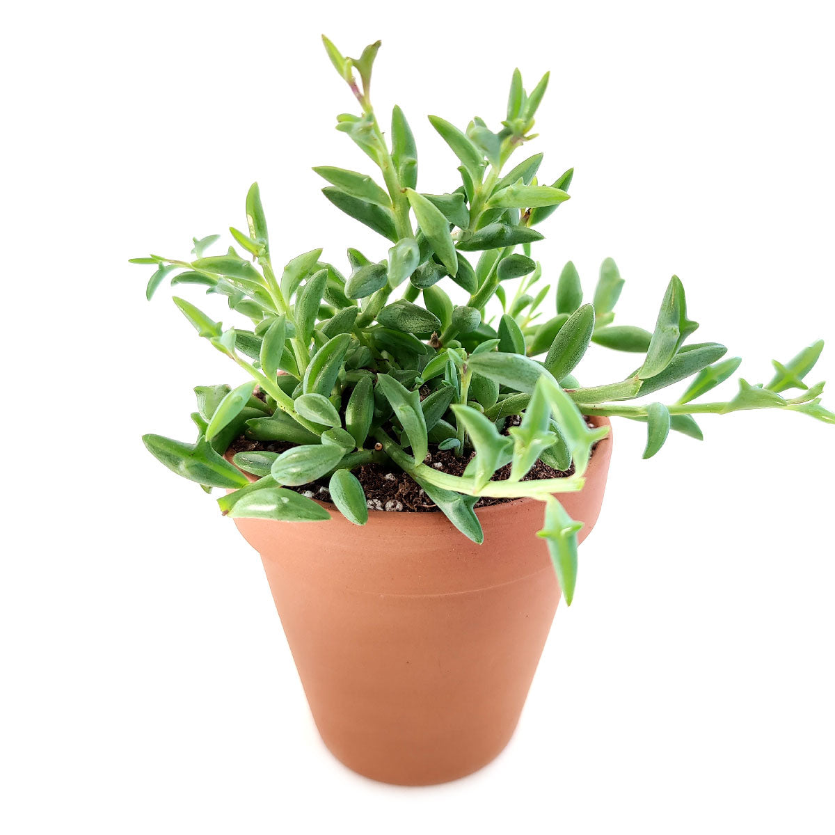 String of Dolphins Plant for sale, Senecio Peregrinus Succulent for sale, Dolphins Necklace Plant, Rare Succulents, Trailing Hanging Plant, Dolphins Succulent with Care Guide, How to grow String of Dolphins Plant, How to care String of Dolphins Succulent, Indoor Succulent Plant, Outdoor Succulents, Succulent Gift Box for Sale, string of dolphins plant for sale