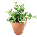 String of Dolphins Plant for sale, Senecio Peregrinus Succulent for sale, Dolphins Necklace Plant, Rare Succulents, Trailing Hanging Plant, Dolphins Succulent with Care Guide