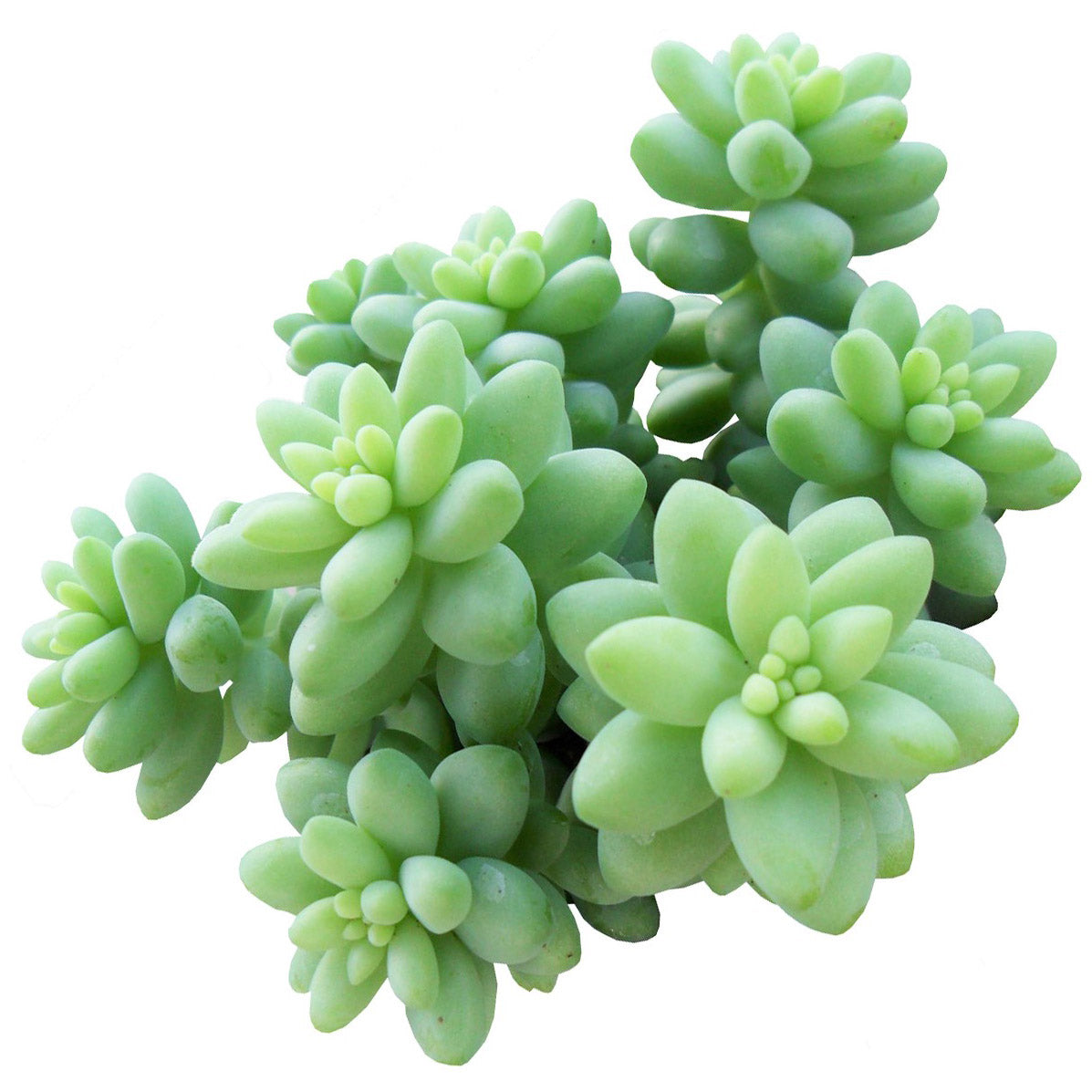 2 inch succulent plants 2 inch Succulent Randomly Picked: Colorful Variety