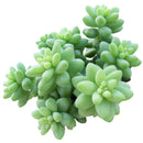 succulents store in CA, indoor succulents, sedum donkey&#39;s tail in California, How to grow sedum donkey&#39;s tail, Indoor Succulents