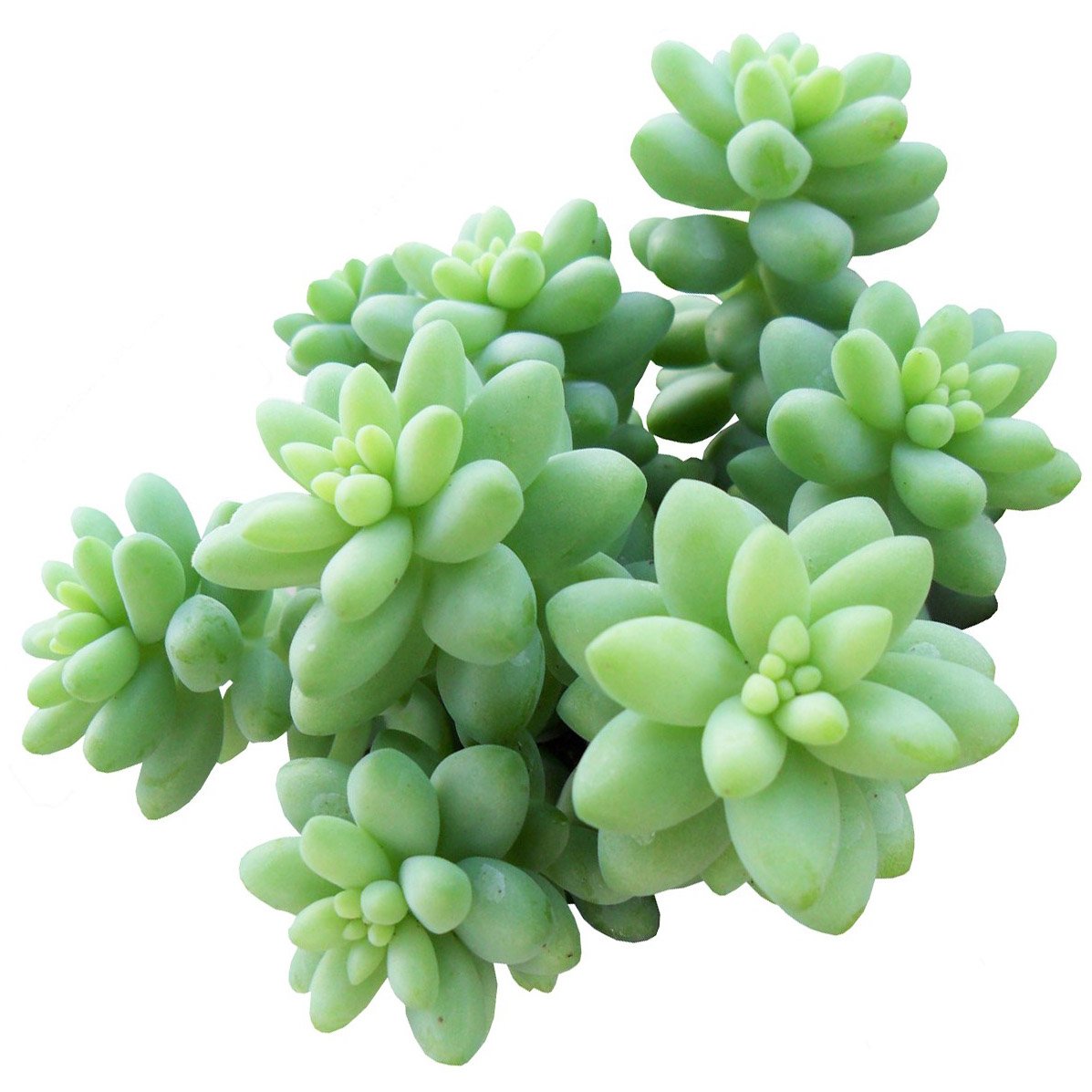 potted succulents for sale Random Colorful Succulent - Rare Vibrant Colors