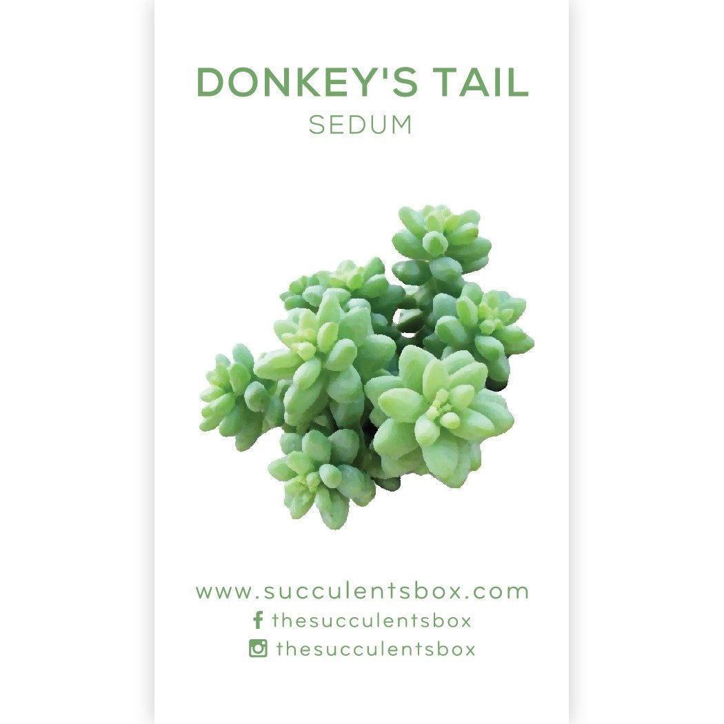 identification sedum succulent types Sedum Succulent ID Cards - Succulent Care Cards for Sale