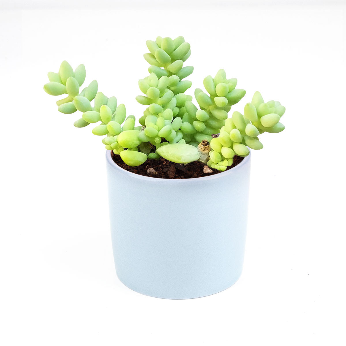 sedum donkey&#39;s tail, sedum burrito, succulents garden, how to grow succulents, monthly succulents, cactus, Succulents, succulent care guide, succulents store in CA, indoor succulents, sedum donkey&#39;s tail in California, How to grow sedum donkey&#39;s tail, Indoor Succulents