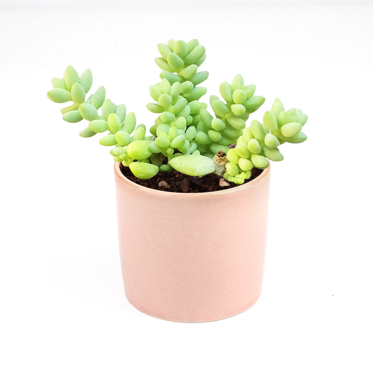 sedum donkey&#39;s tail, sedum burrito, succulents garden, how to grow succulents, monthly succulents, cactus, Succulents, succulent care guide, succulents store in CA, indoor succulents, sedum donkey&#39;s tail in California, How to grow sedum donkey&#39;s tail, Indoor Succulents