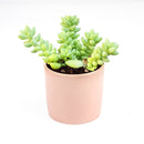 succulents store in CA, indoor succulents, sedum donkey&#39;s tail in California, How to grow sedum donkey&#39;s tail, Indoor Succulents