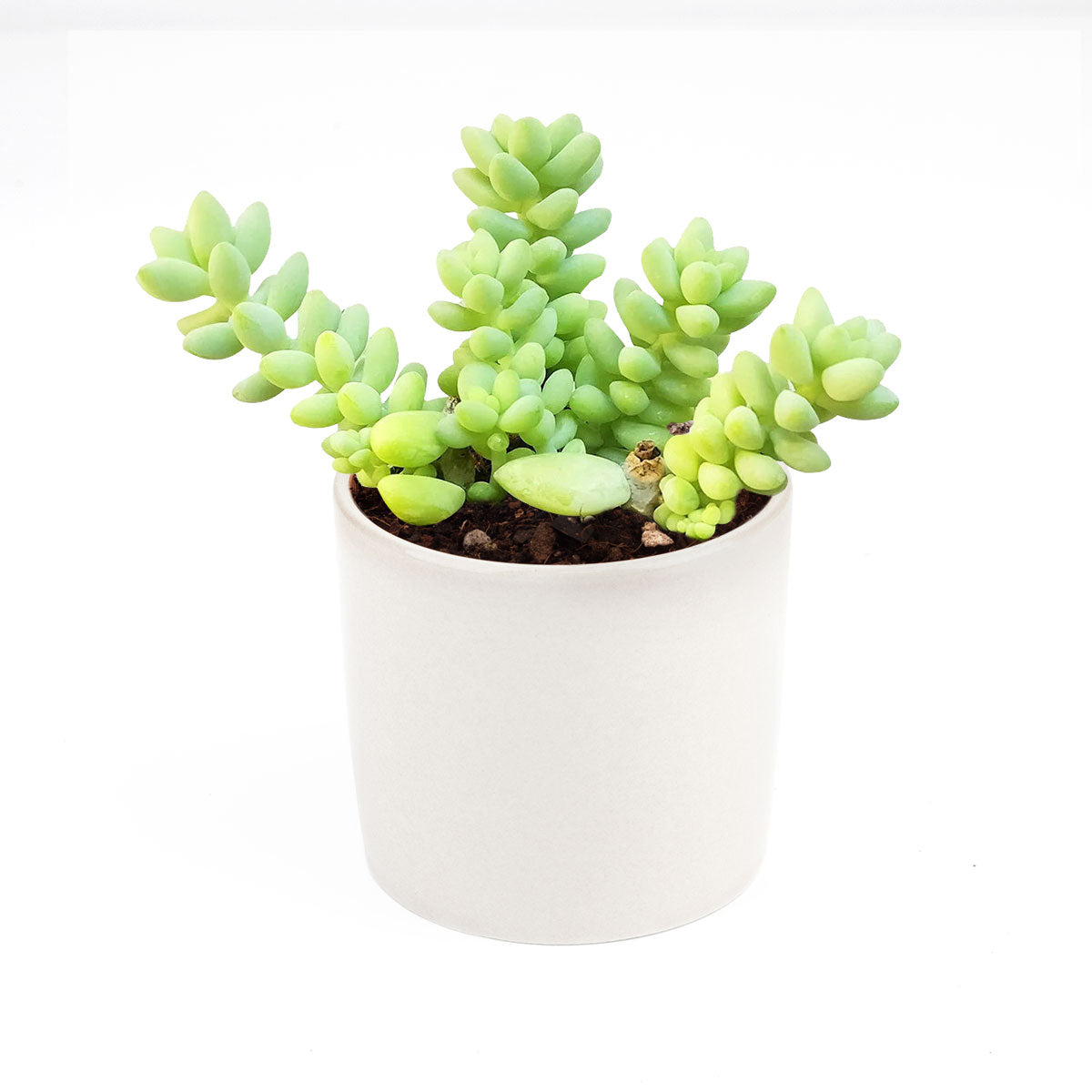 sedum donkey&#39;s tail, sedum burrito, succulents garden, how to grow succulents, monthly succulents, cactus, Succulents, succulent care guide, succulents store in CA, indoor succulents, sedum donkey&#39;s tail in California, How to grow sedum donkey&#39;s tail, Indoor Succulents