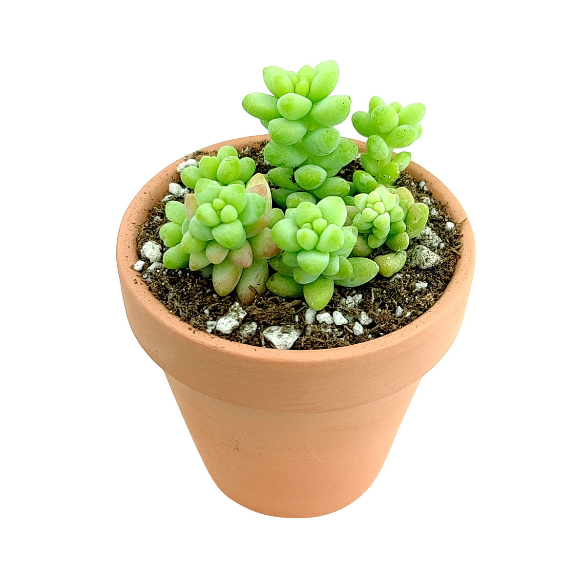 underwatered donkey tail succulent Sedum Donkey's Tail Succulent