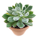 Echeveria Doris Taylor Succulent, christmas plants, buy Echeveria Doris Taylor Succulent online, Echeveria Doris Taylor Succulent for sale, unique succulents