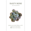Echeveria Succulent ID Cards